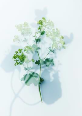 A plant that is casting a