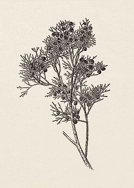 Juniper Branch Sketch 01