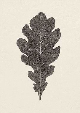 Oak Leaf Sketch 03