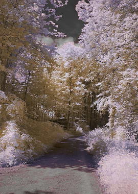 a road with trees on eithe