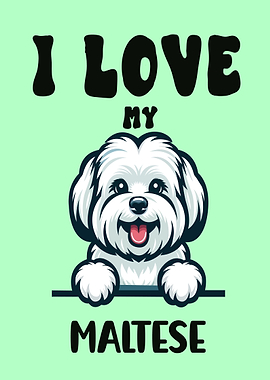I love my Maltese