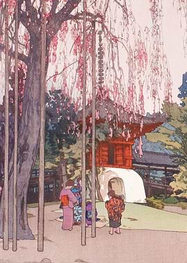 The Cherry Tree in Kawagoe