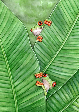 Red eyed tree frogs