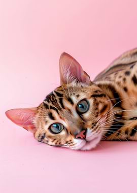 Bengal Cat on Pink