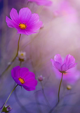 Purple cosmos flowers