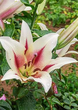 White pink lily