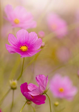 Pink cosmos flowers