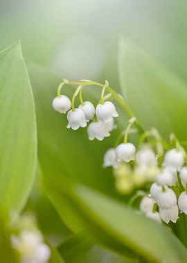 Lilies of the valley