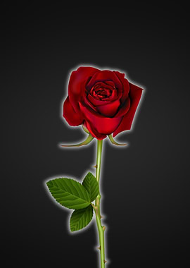 Red Rose and Black