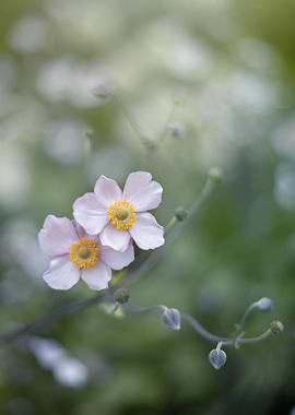 Japanese anemone flowers