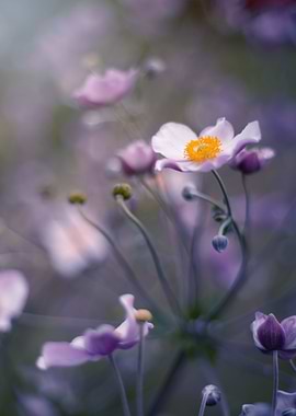 Japanese anemone flowers