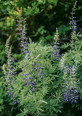 Lupine