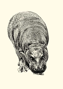 Pygmy hippopotamus