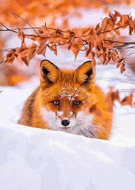 Fox snow