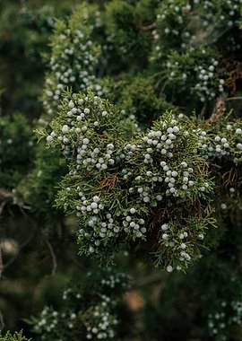 Juniper