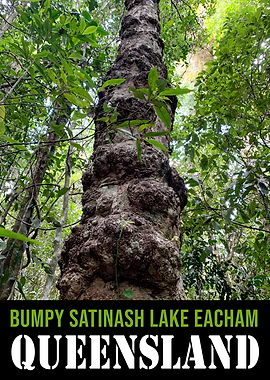 Queenslands Satinash Sple