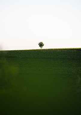 Lonely Tree on Horizon