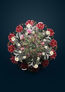 Pink Flowering Rosebush