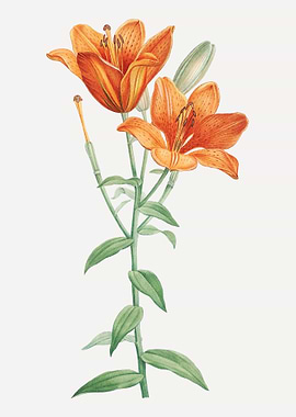 Orange Bulbous Lily