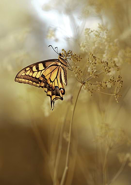 Swallowtail butterfly