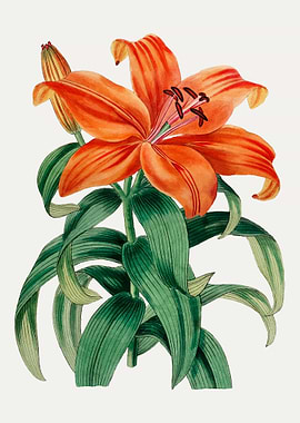 Orange Lily Flower
