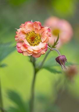 Orange yellow geum flowers