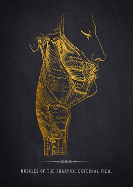 Pharynx Muscles Anatomy