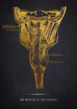 Pharynx Muscles Anatomy
