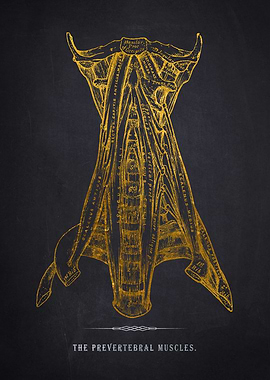 Prevertebral Muscles Anato