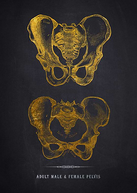 Male & Female Pelvis Anato