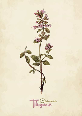 Common Thyme Kitchen Herbs