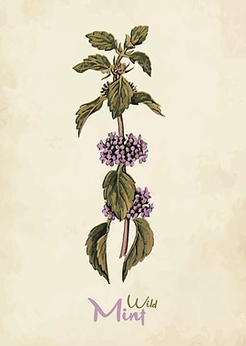 Wild Mint Kitchen Herbs