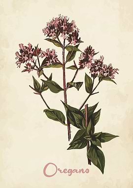 Oregano Kitchen Herbs