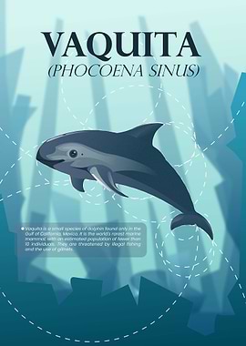 Vaquita Phocoena sinus