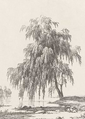 Weeping Willow Tree Sketch