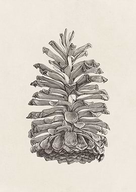 Longleaf Pine Cone Sketch
