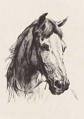 Horse Sketch no 1