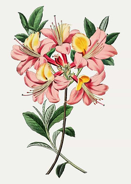 Pink and Yellow Flower Illustration