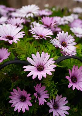 Cape Daisy Flowers