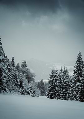 Snowy Forest Landscape
