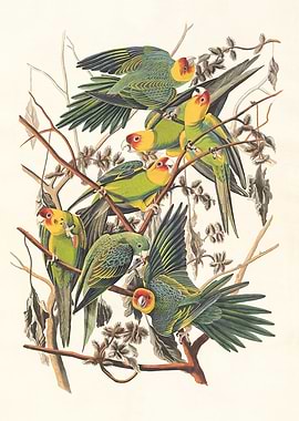 Carolina Parrots on Branch