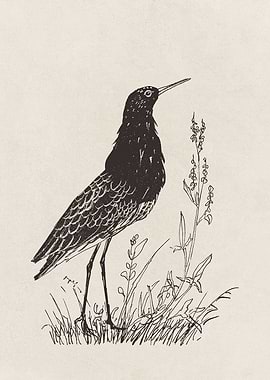 Ruff Bird Illustration