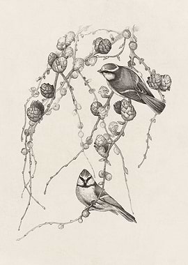 Blue Tit Birds Sketch