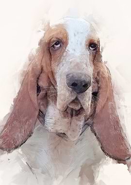 Basset Hound Portrait