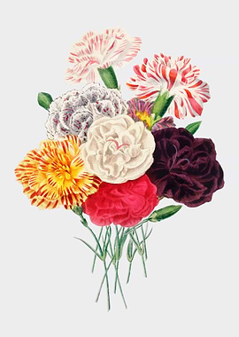Colorful Carnation Bouquet