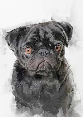 Black Pug Portrait