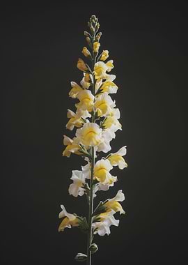 Yellow Snapdragon Flower