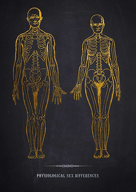 Gold Skeleton Anatomy