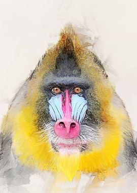 Mandrill Portrait