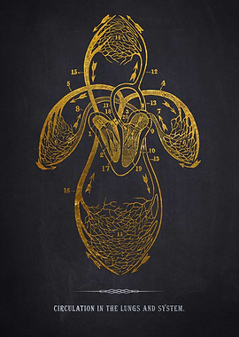 Circulation System Diagram